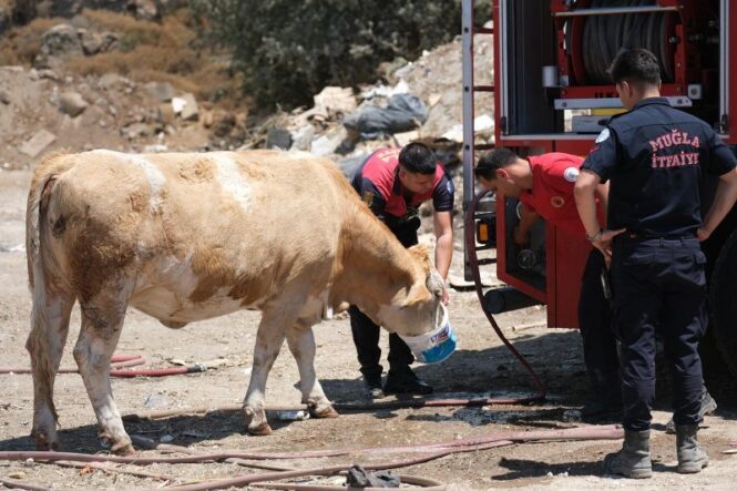 İtfaiyeden Yangın Alanında İneklere Temiz Su Desteği
