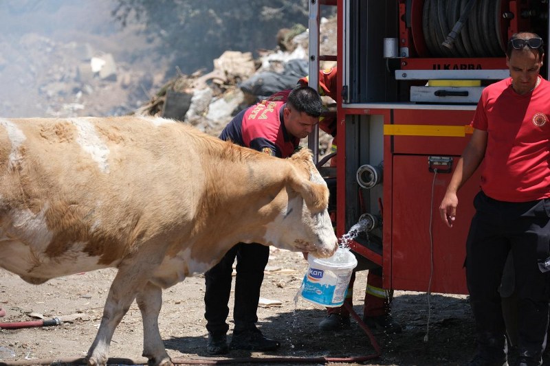 Bodrum’da İtfaiye Ekiplerinden Hayvanseverlik Örneği