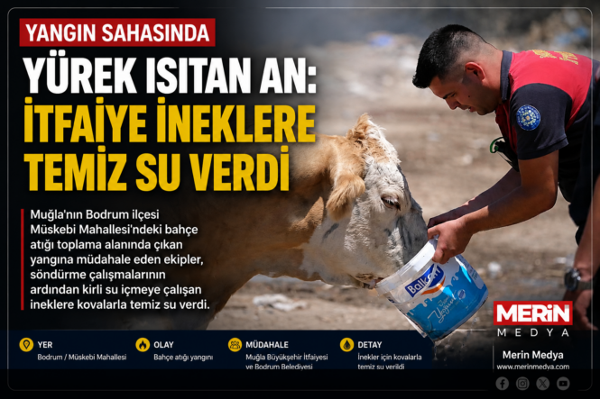 Bodrum’da İtfaiye Ekiplerinden Yürek Isıtan Davranış: İneklere Temiz Su