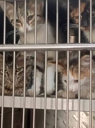 Fethiye Belediye Hayvan Bakım Merkezi, Can Dostları İçin Yeni Bir Umut Oluyor - Beşkaza TV görseli 1