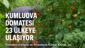 Kumluova Domatesi 23 Ülkeye Ulaşıyor - Beşkaza TV görseli 1