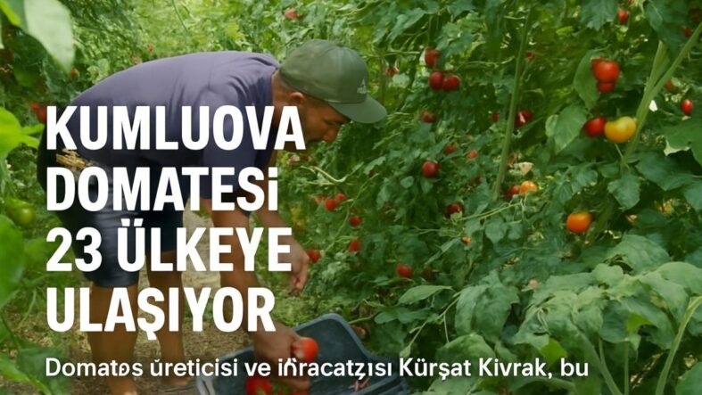 Kumluova Domatesi 23 Ülkeye Ulaşıyor - Beşkaza TV görseli 1