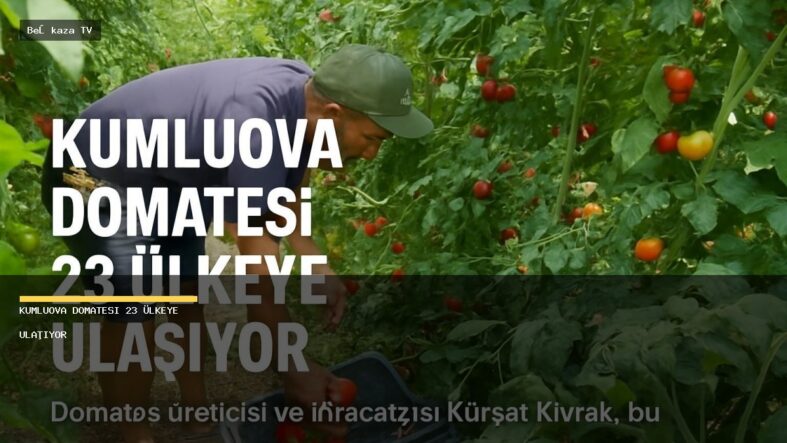 Kumluova Domatesi 23 Ülkeye Ulaşıyor - Beşkaza TV görseli 1