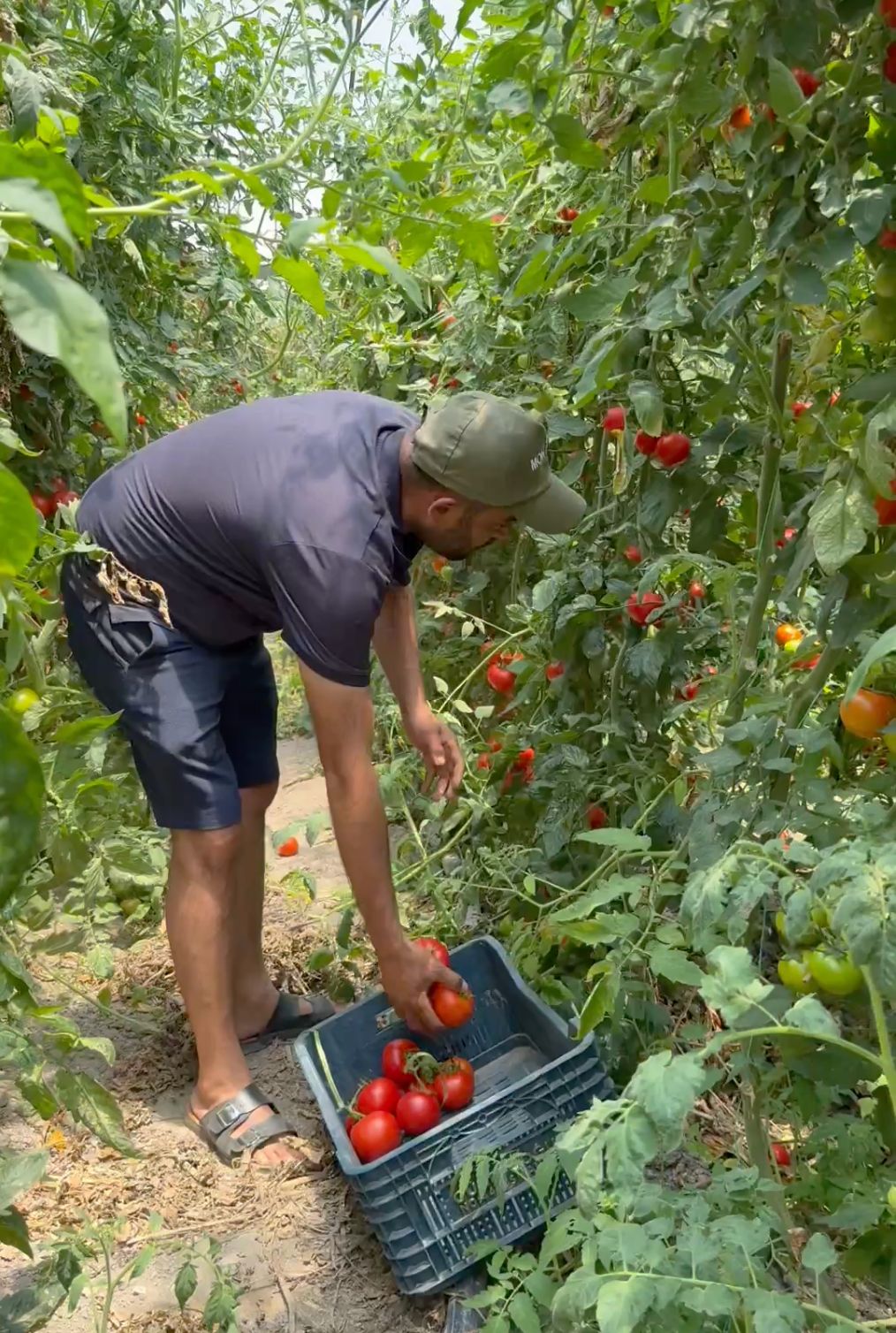 Kumluova Domatesi 23 Ülkeye Ulaşıyor görseli 1