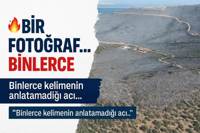Muğla'da Yangın Felaketi: Doğa Yeniden Yeşerecek mi? - Beşkaza TV görseli 1