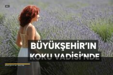 Muğla'nın Koku Vadisi'nde Lavanta Hasadı Başlıyor - Beşkaza TV görseli 1