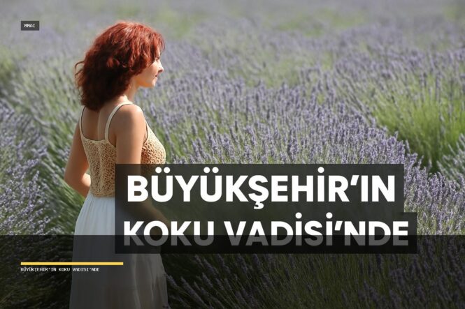 Muğla'nın Koku Vadisi'nde Lavanta Hasadı Başlıyor - Beşkaza TV görseli 1