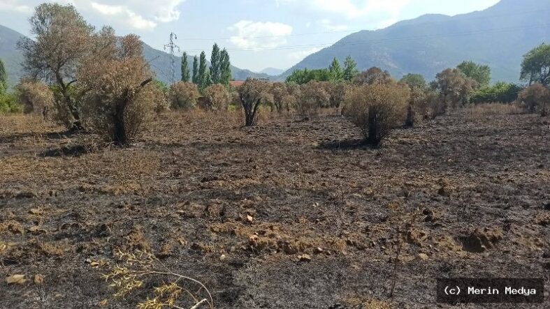 Üzümlü'deki Yangının Ardından Tarım Alanlarında Hasar Tespit Çalışmaları Sürüyor