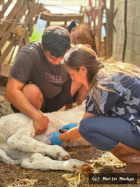 Fethiye’de Buzağı Kayıplarına Karşı 7/24 Mücadele