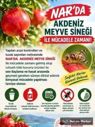 Fethiye'de Nar Üreticilerine Akdeniz Meyve Sineği Uyarısı