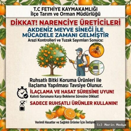 Narenciyede Akdeniz Meyve Sineği Uyarısı