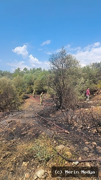 Seydikemer Paşalı’da Zeytinlik Yangını Kontrol Altına Alındı