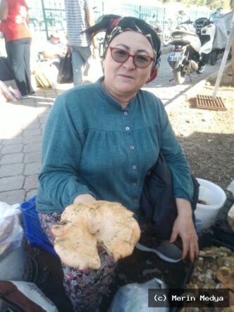 FETHİYE’DE ÇINTAR MEVSİMİ BAŞLADIFETHİYE’DE ÇINTAR KİLOSU 400 TL Muğla’nın Fethiy