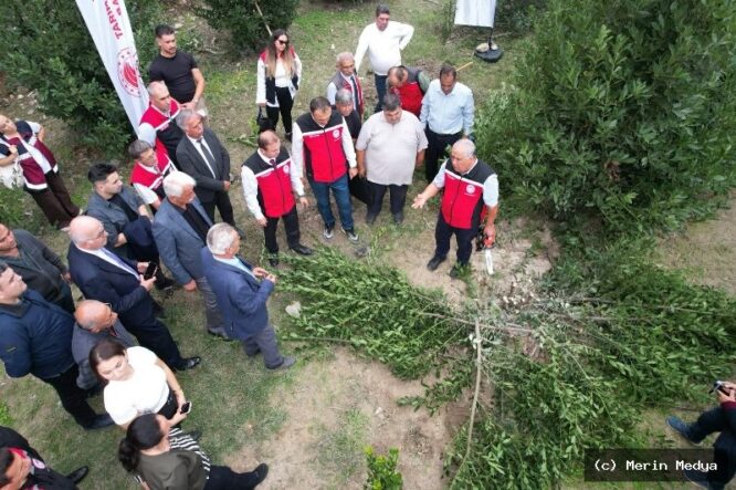 ULA’DA DEFNE HASADI VE FİDAN DAĞITIMI ETKİNLİĞİ DÜZENLENDİ